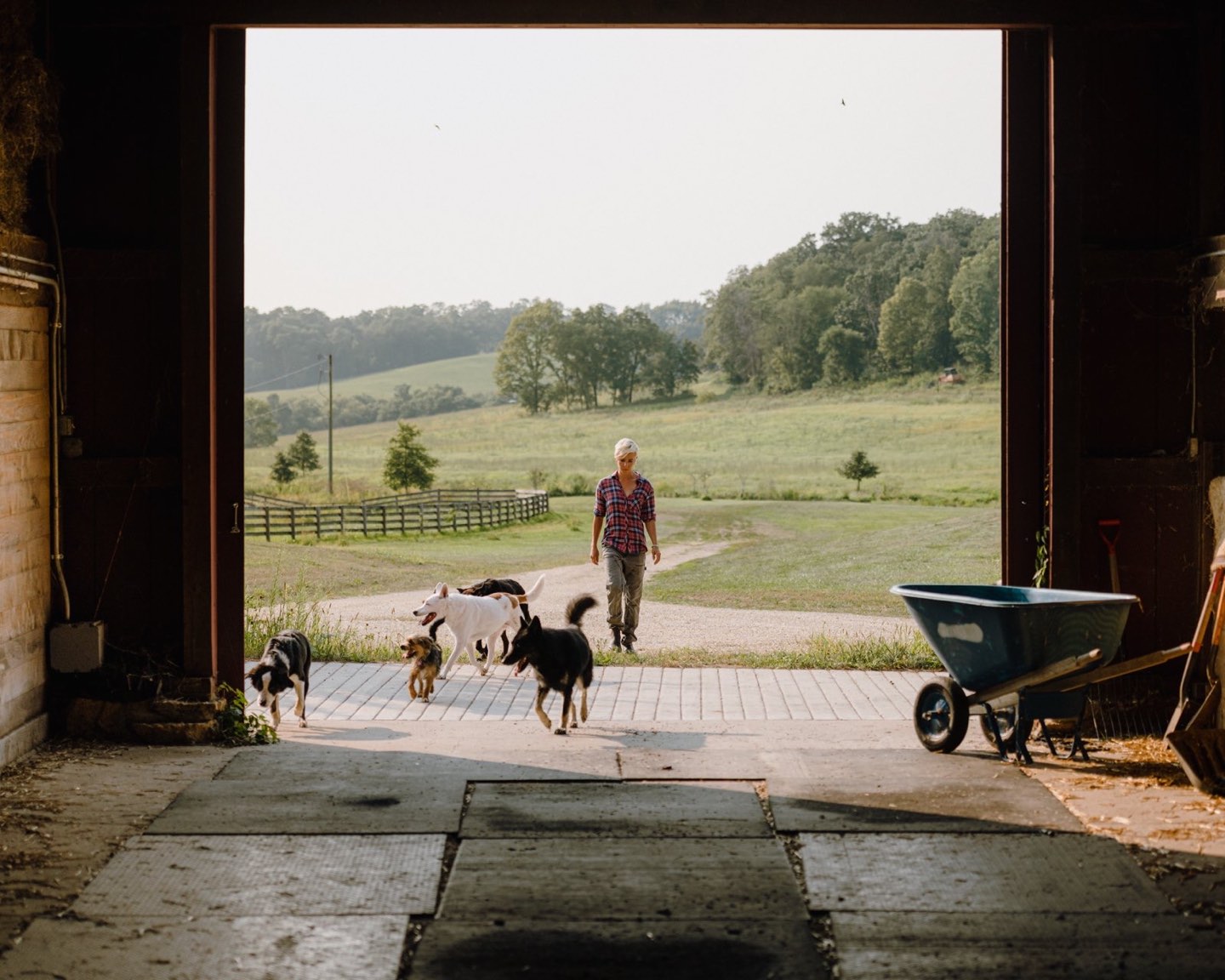 Dogs at the barn doorway of the farm